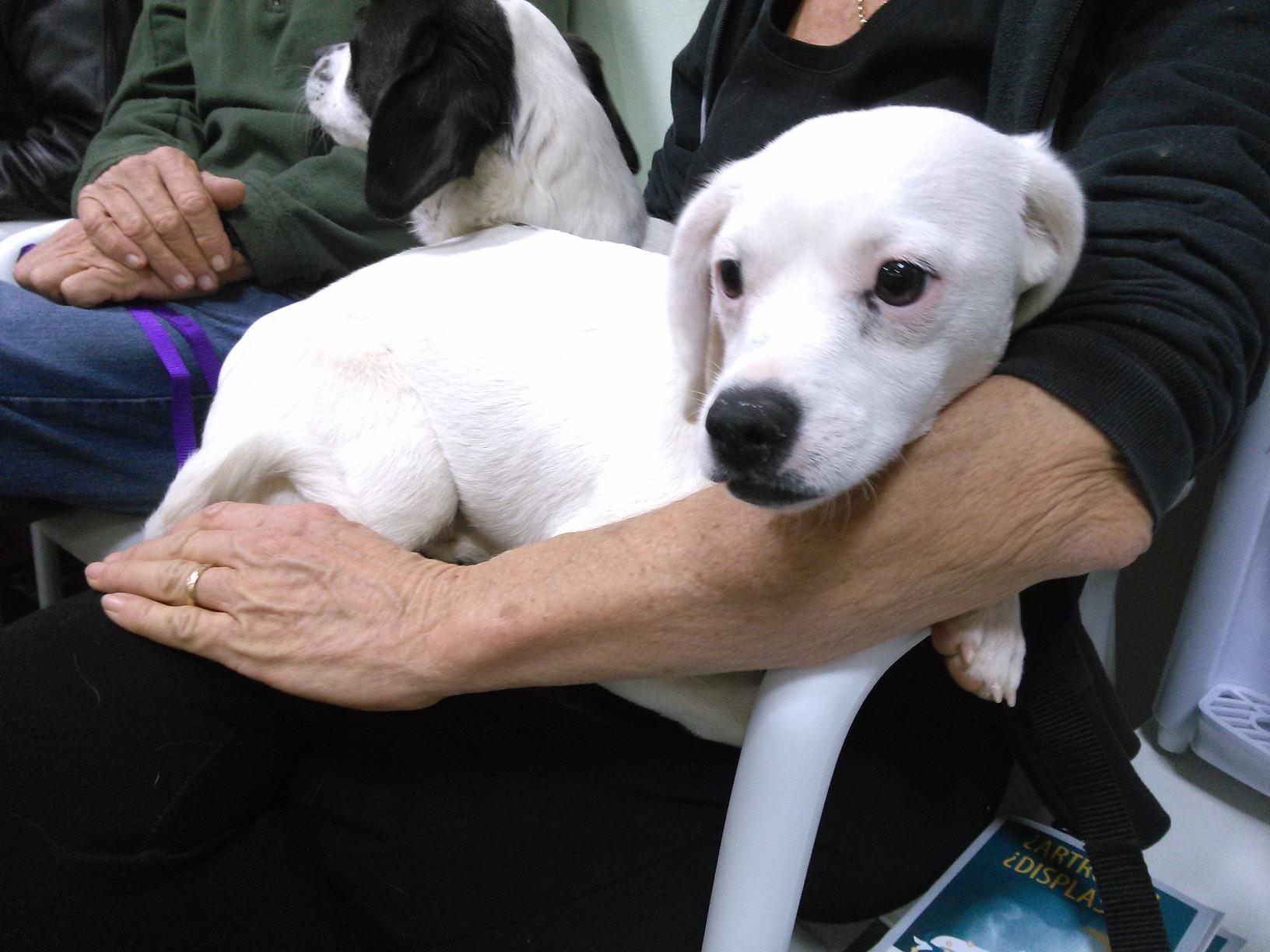 MASCOTA BLANCA RED