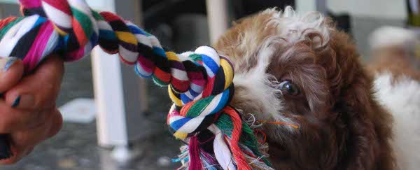 Puppy party - Fiesta del cachorro - Clínica veterinaria amik - Malaga